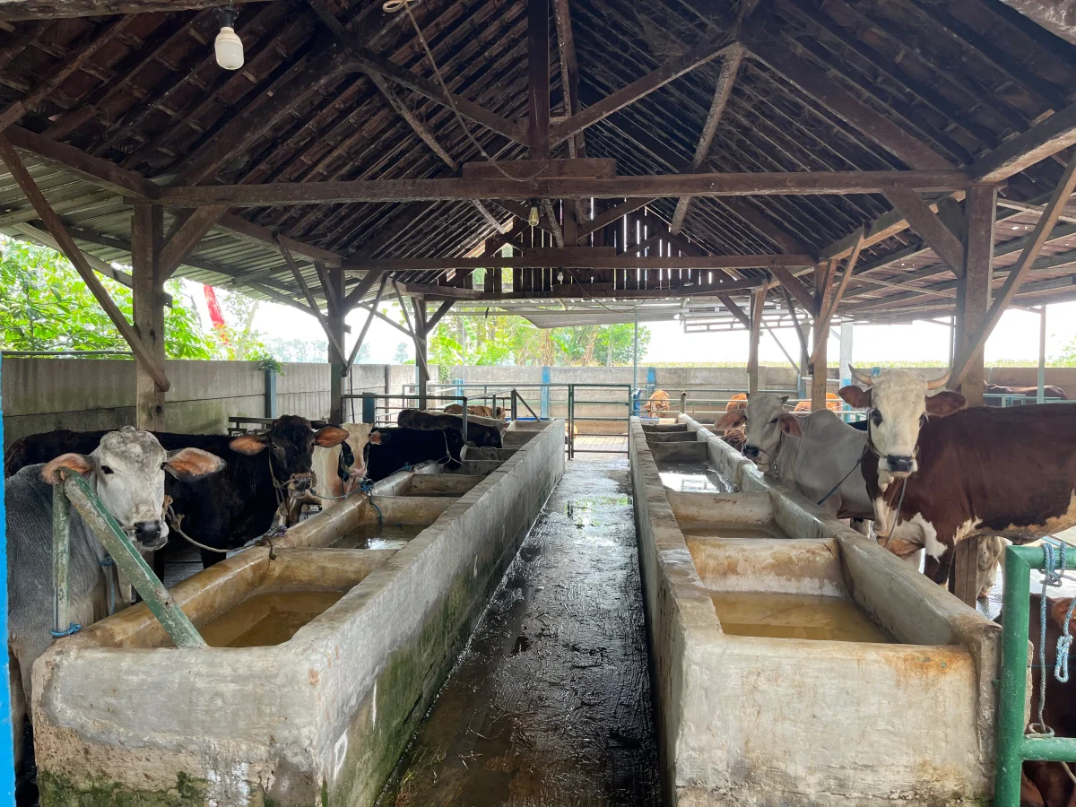 LEMBU JAYA MANDIRI FARM